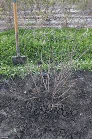 Wenn rosen nicht so gedeihen, wie erwartet oder wenn rosen am falschen platz im garten stehen, kommt schnell die frage auf: Johannisbeeren Umpflanzen Die Wichtigsten Schritte Einfach Erklart