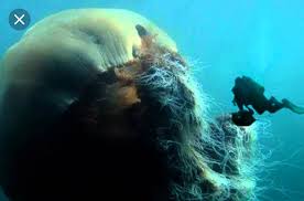 It is the largest known jellyfish in the world. Lion S Mane Jellyfish Allegedly Harmless To Humans Natureisfuckinglit