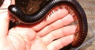 Black And Yellow Millipede India Pin By Sera Sprague On Lifeforms Millipede Bugs And Insects Unusual Animals