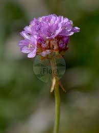 Image result for Plumbaginaceae