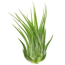 Image result for Albertisia exelliana