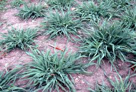 Image result for Lophacme parva