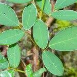 Image result for Grona adscendens