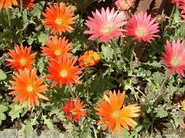 South africa is home to more than 22 000 indigenous seed plants from almost 230 different families. South African Flowers Flower Database