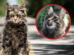 How The Cats In Pet Semetary Were Trained For Tv And Movies Business Insider