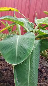 High quality english translation service available on that is the truth, that english is the most dominating on the internet, but it is also clear that not all data can. Uakvoj9 K2bqtm