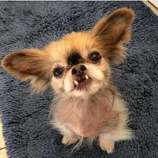 Maybe you would like to learn more about one of these? Full Grown French Bulldog Chihuahua Mix Pets Lovers