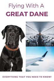 Flying With A Great Dane Everything You Need To Know Great Dane Great Dane Dogs Dane Puppies