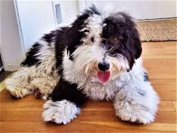 The only difference is their size. Sheepadoodle Designer Dog Breed Sheepadoodles Poodle Old English Sheepdog Mix