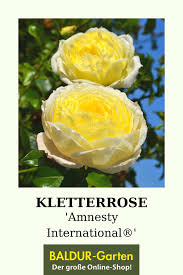 Kletterrose Amnesty International 1a Rosenpflanzen Baldur Garten In 2020 Kletterrose Kletterpflanzen Rosenpflanzen
