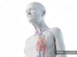 Medizinische Digitale Illustration Eines Alteren Mannes Mit Herzschrittmacher Im Herzen Seniorchef Implantat Stock Photo 342647442