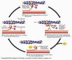 Actin Myosin Sliding Filament Theory Nursing Notes Muscle Contraction Steps Anatomy And Physiology