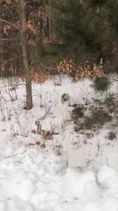 Your one stop shop for news, weather, and activities in battle creek and surrounding areas. Advanced Wildlife Control Home Facebook