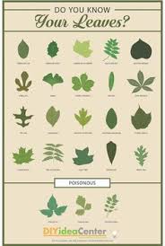 38 Best Tree Identification Images Tree Identification