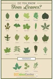 38 Best Tree Identification Images Tree Identification