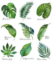 Watercolor plants watercolor leaves watercolor paintings watercolours plant painting plant art leaf drawing plant illustration pattern illustration. Easy Tropical Leaf Drawing Novocom Top