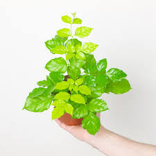 Image result for Radermachera