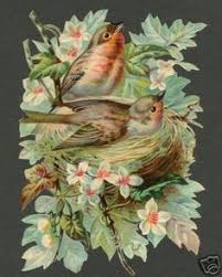 Pin On Birds