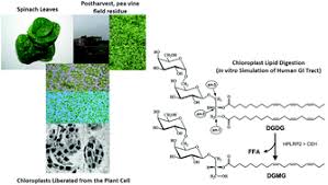 Maybe you would like to learn more about one of these? In Vitro Digestion Of Galactolipids From Chloroplast Rich Fraction Crf Of Postharvest Pea Vine Field Residue Haulm And Spinach Leaves Food Function Rsc Publishing