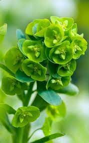 Has been added to your basket. Euphorbia Amygdaloides Var Robbiae Wood Spurge Plants Uk Dry Shade Plants Plants