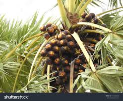 Image result for Borassus