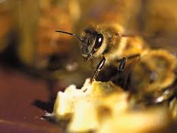 Bumble bees are also among the wild bee species. Silence Of The Hives Arts Culture Spokane The Pacific Northwest Inlander News Politics Music Calendar Events In Spokane Coeur D Alene And The Inland Northwest