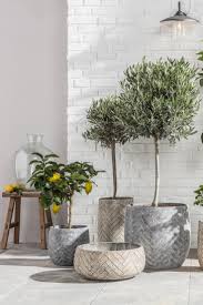 Obst Des Sudens Pflanzen Zimmer Terrasse Pflanzen Pflanzen