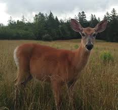 Read to find out why you should wear camo. Nature News Sparking Curiosity About What Doe Eyed Creatures See