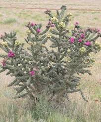 Image result for Opuntia imbricata