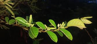 Image result for Antidesma venosum