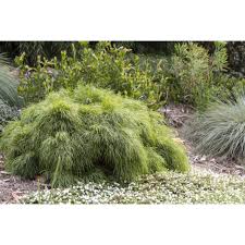 Image result for Carex cognata