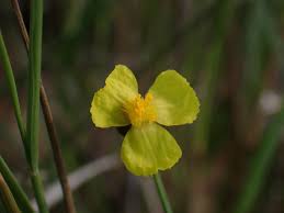 Image result for Xyris valida