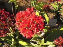 Image result for Crassula perfoliata