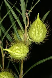 Image result for Gomphocarpus fruticosus