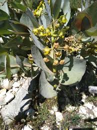 Image result for Gomphocarpus swynnertonii