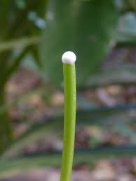 Image result for Cynanchum ledermannii