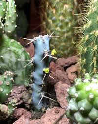 Image result for Euphorbia schinzii