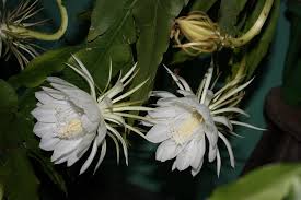 No matter what kind of plant you're looking for, flower, tree, shrub, vine or anything else in your garden you can probably find it here. What The Hit Film Crazy Rich Asians Can Teach Us The Riverdale Press Riverdalepress Com