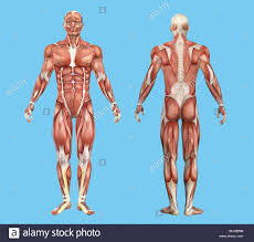 The following exercises will allow you to understand which muscles you're stretching during each exercise so that you know stretches to. Male Muscles Anatomy Anatomy Drawing Diagram