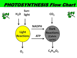 Ppt Energy Photosynthesis Cellular Respiratio N