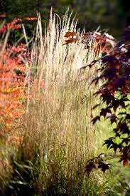Spring is the best time to propagate certain plants and make more for free! Feather Reed Grass Better Homes Gardens