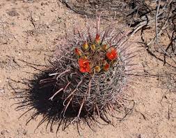 Ferocactus wislizenii - v.ajoensis - s - Gila Bend, Az. - super long spines  - MG - — Cactus-shop