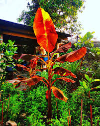ตะล ยสวน กล วยแดงอ นโด ส ส นสะด ดตา จ ดจ าน สวย สง า งดงาม musa siam ruby musasiamruby การปล กพ ช สวย