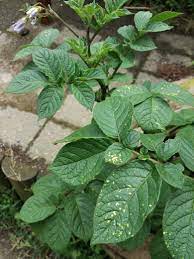 Maybe you would like to learn more about one of these? What Are These Yellow Spots On My Potato Leaves Gardening Landscaping Stack Exchange