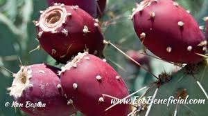 An important part of the mexican culture for centuries, prickly pear cactus is still being used there for medicinal and nutritional purposes. Edible Natives Spotlight On Eastern Prickly Pear Cactus Ecobeneficial