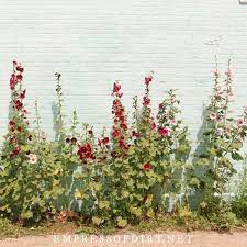 They bloom the following year, unless brutal winter weather kills them. 6 Tips For Growing Hollyhocks And Dealing With Rust Fungus