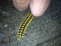 Black And Yellow Millipede North Carolina Eastern Tennessee Black And Yellow Millipede More Pics In Comments Whatsthisbug