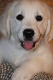 Find golden retriever puppies and breeders in your area and helpful golden retriever information. Penelope Retriever Puppy Golden Retriever Puppies