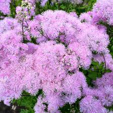 Image result for Thalictrum