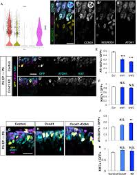 Using this expression, you can shift the beginning and ending of the animation using two markers. Cyclind1 Controls Development Of Cerebellar Granule Cell Progenitors Through Phosphorylation And Stabilization Of Atoh1 Biorxiv